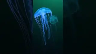 Recovered Deep Sea Anomaly | Progressive Contamination Event #deepsea #jellyfish #marinemystery