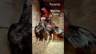 Aseel Murga Breeding Journey 😮 | #aseel #asil #aseelmurga #aseelhen #aseelchick #shorts #trending
