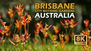 Brisbane City Botanic Gardens: A Scenic Oasis In The Heart of the City [8K]