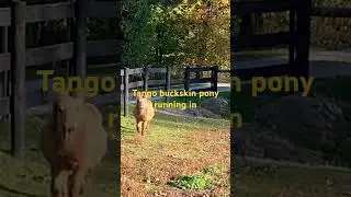 Little buckskin pony Tango running through the woods and over the river for supper time❤️