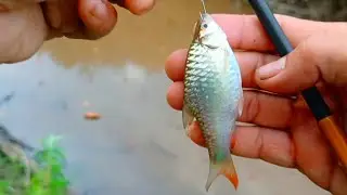 spot ini selalu di pancing orang ternyata masi banyak ikanya
