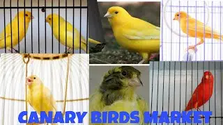 Canary Birds Market Karachi | Nk Birds |Urdu/Hindi