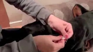 Posting doberman ears with cotton swabs and nasal strips