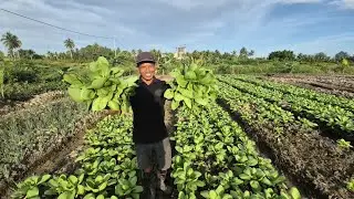 BUAH KETEKUNAN PETANI TRANSMIGRASi ASAL MAGETAN, JAWA TIMUR DI KALIMANTAN UTARA