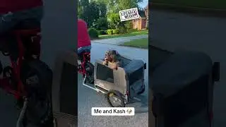 English Bulldog Ride🐶❤️#lifehackmediatv #englishbulldog #bff #fyppppppppppppppppppppppp #fyp