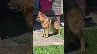 Завести собаку было лучшим решением !#germanshepherd #dog #немецкаяовчарка #собака #gsds #malinois