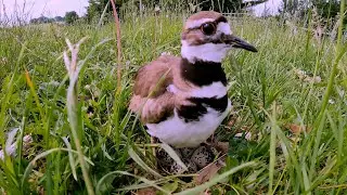 Mother killdeer and her mate are extremely dedicated parents