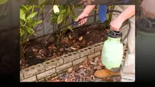 Termite Control | 281-557-6898 | Houston Texas 77096 | Rat Extermination | Free Quote | Inspection