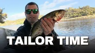 Spring Tailor Action! | Swan River Fishing, Perth.