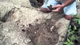 Planting Tomatoes - Arkansas Travelers