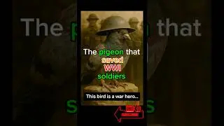 😱‼️The pigeon that saved WWI soldiers.⚠️⛔️