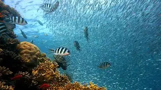 The Most Beautiful Fishes In The world/Beautiful Fishes/TopTen Fishes /Most Beautiful Fishes pond 🐠🐋