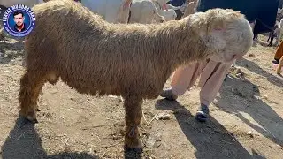 January 28, 2026 | Dera Ghazi Khan Mundra market ki new update | goat and sheep market in Pakistan 