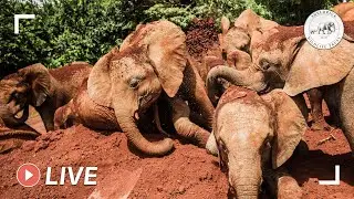 Milk and dust bath time for rescued baby elephants | 11th July 2020 | Sheldrick Trust