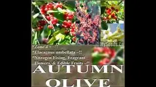 AUTUMN OLIVE - Elaeagnus umbellata - AKA Japanese Silverberry Seeds   on  www.MySeeds.Co