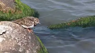 20260104 金門慈堤 翻石鷸 Ruddy Turnstone