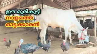 Breeding Bull for sale 💥 Ricing Bull Video