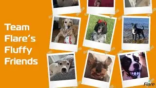 World Dog Day | Flare Fire Safety Engineering