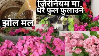 My GERANIUM Update & Simple Care Tips / Best Fertilizing for Geranium #geranium #gardening #flowers