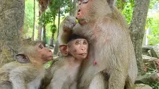 When Amri monkey troop meet Amber monkey troop