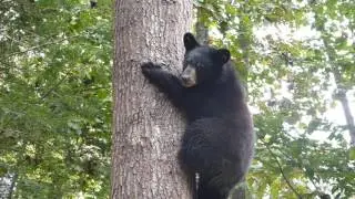 Andy Bear's Vocals - October 18, 2016