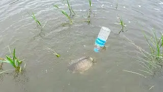 Marvelous Perch Catch River Hook Fishing Bottle Trap🐡🐡 Fish Video Best Big Size and Natural🐡🐡