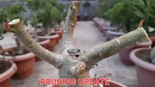 ADENIUM GROWTH AFTER PRUNING