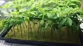 Charlotte's Web CBD Clones