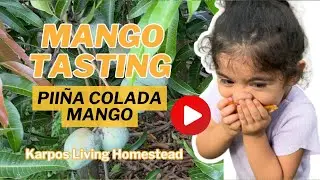 Pina Colada Mango Tasting