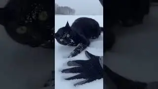Kind Man Rescues a Cat & Newborn Kitten ❄️🐱
