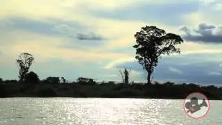 Brazil Wildlife Expeditions / Chipottle Films / Birding  Tour  / Wildlife Tour