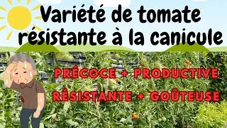 Tomate qui r&eacute;siste bien &agrave; la canicule, Pr&eacute;coce + Productive + Go&ucirc;teuse et qui ce conserve bien !
