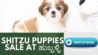 Phone -9902143781 Price -15k each.  Location -Hubli transportation available all over Karnataka 🐶