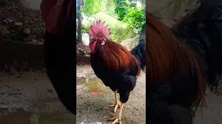 Meet my rooster #shortvideo #vairalvideo #birds #vairalshort #vairalshort #roosterchicken #rooster