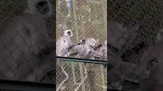 🐒 &ldquo;Langur ka natural style 😍 | Jungle ka smart bandar in action 🌿&rdquo;