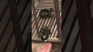 2 feral cats hanging out in an abandoned greenhouse