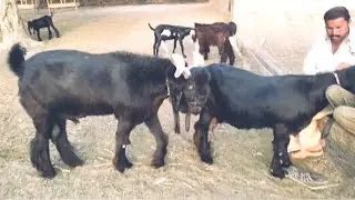 The Most Amazing ddp Goat Attacks Ever Caught On Camera - milking animals