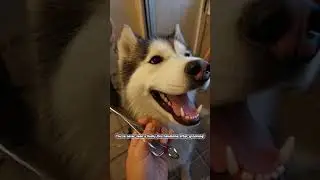 You&rsquo;ve never seen a Husky this handsome after grooming!#HuskyGrooming#DogGlowUp#PetGroomingASMR