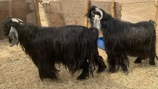 معزا عوارض ٢٠ عنز كلهم مبروكات للي يدور عوارض لا يفوتهم 