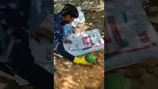 papaya harvesting and packaging 🎉