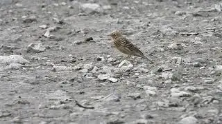 lindu&scaron;ka rudokrk&aacute; (Anthus cervinus)