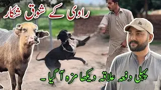 Raavi walun ka Shauq || Buly Dogs in Punjab @TalhaGhouriVlogs1