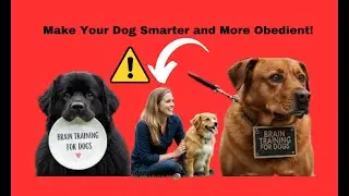 🧠 Brain Training for Dogs: Make Your Dog Smarter and More Obedient!
