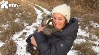 Енот мягкая игрушка
