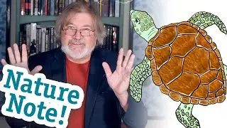 Nature Notes with Charles Hood: How to See Sea Turtles