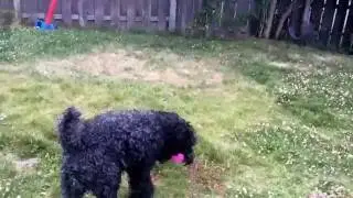 RuffDawg Treat Toy. Review on blog soon!