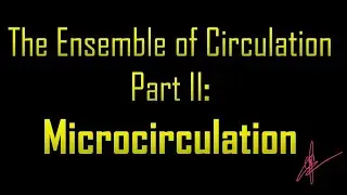 Ensemble of Circulation (Part II) : Microcirculation | The Pacemaker