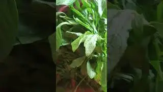 ponnankani#trendingshorts #spinach #foodlover