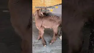 БЕРЕКЕ Мал сарай 🤲#music #стройка #fishing #goat #rek #food #rek #топ #бишкек #талас #animals