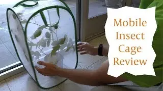 Pop Up Insect Rearing and Observation Cage Review